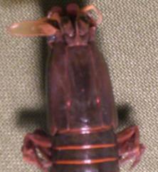 gonodactylus smithii T.F.C. cephalon.bmp